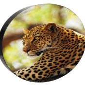 JR-P1.9-circle-LED-display-2-1