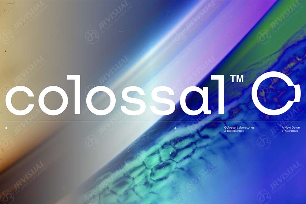 COLOSSAL 1000x666 案例缩略图